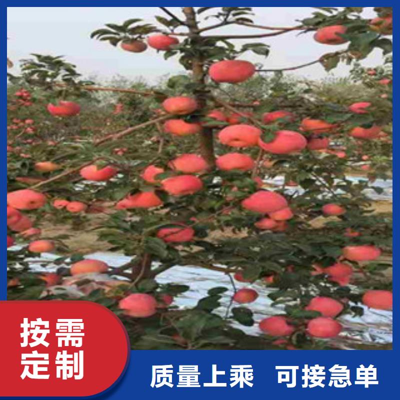 苹果苗_厂家批发_产地货源