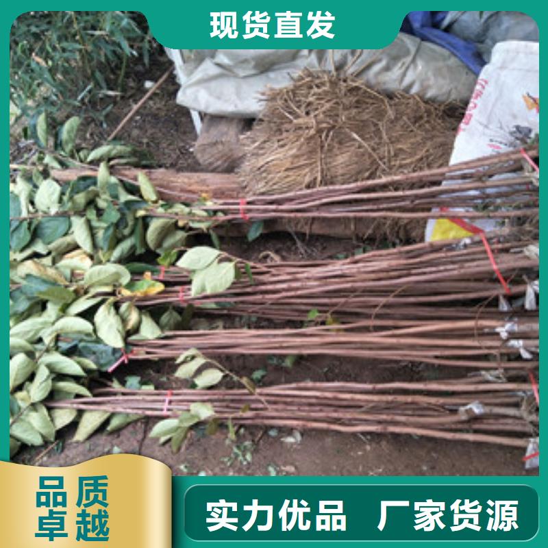 柿子苗金牌供货商