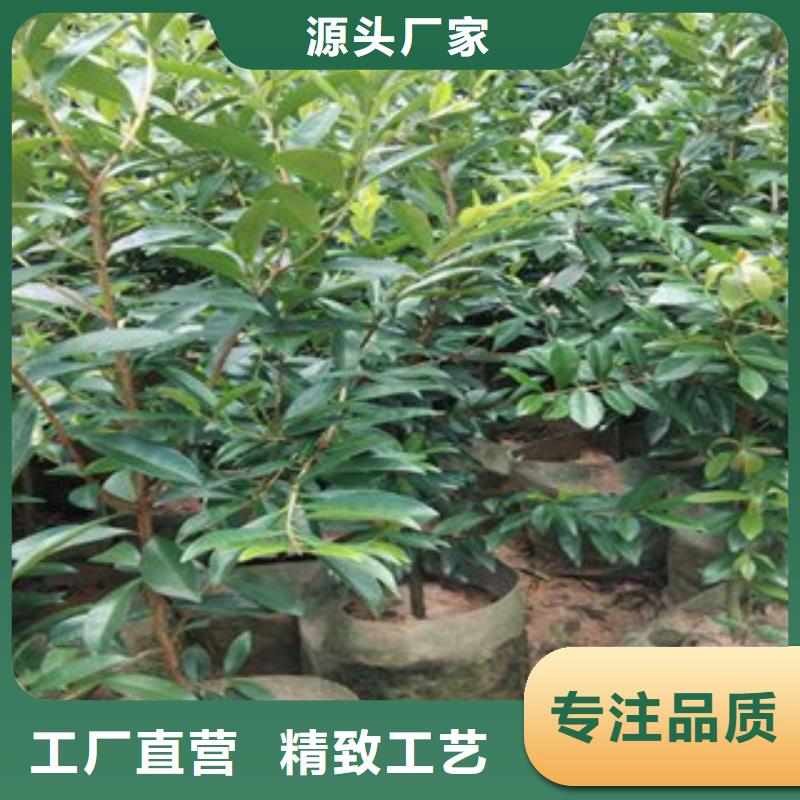 樱桃苗_兴海苗木种植合作社