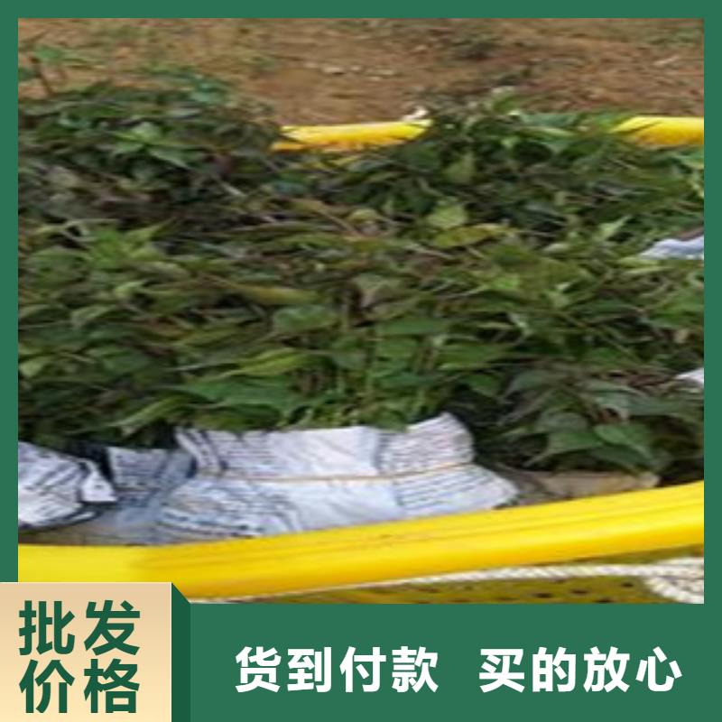 西梅苗好货不贵