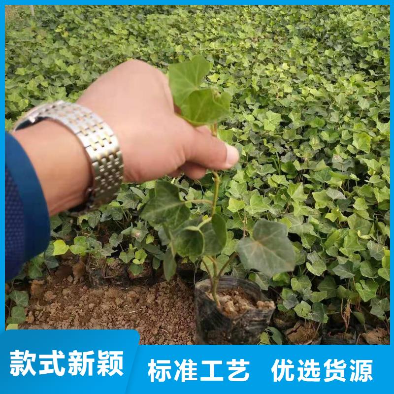 万寿菊种植批发基地