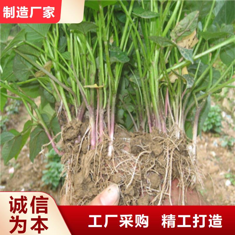 紫薯苗（济黑1号）价格优惠