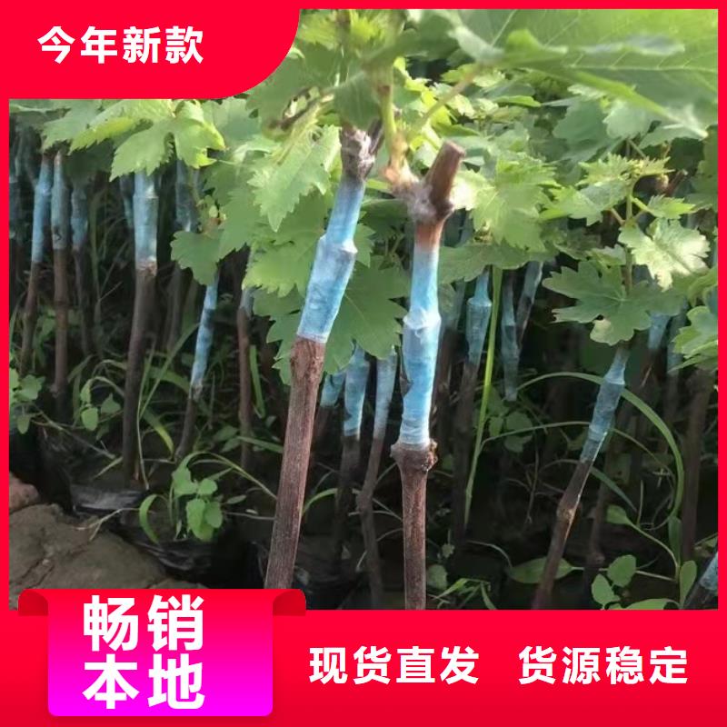 深红无籽葡萄苗